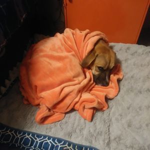 Meet your Posher, Bob